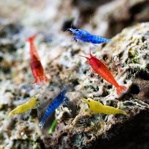 Live Neocaridina Shrimp 3 Colors Mix - Cherry Red Fire, Yellow, Blue Dream Freshwater Shrimp for Aquariums – Vibrant, Algae-Eating, Peaceful, and Hardy Shrimp for Your Freshwater Tank - Pack of 10 in Saudi Arabia