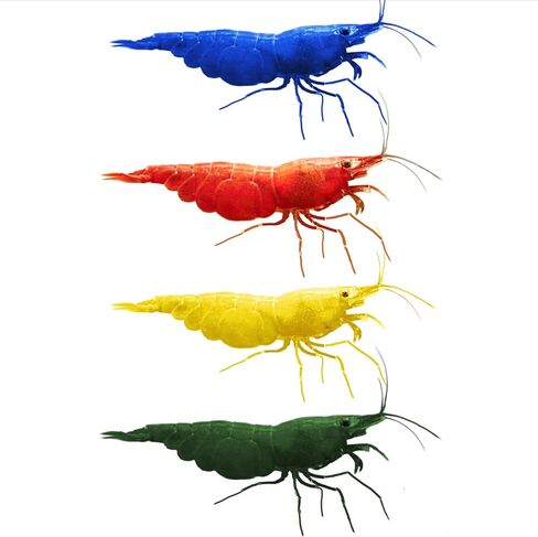 Live Neocaridina Shrimp 3 Colors Mix - Cherry Red Fire, Yellow, Blue Dream Freshwater Shrimp for Aquariums – Vibrant, Algae-Eating, Peaceful, and Hardy Shrimp for Your Freshwater Tank - Pack of 10 in Saudi Arabia