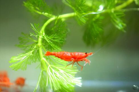 Live Neocaridina Shrimp 3 Colors Mix - Cherry Red Fire, Yellow, Blue Dream Freshwater Shrimp for Aquariums – Vibrant, Algae-Eating, Peaceful, and Hardy Shrimp for Your Freshwater Tank - Pack of 10 in Saudi Arabia
