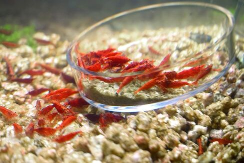 Live Neocaridina Shrimp 3 Colors Mix - Cherry Red Fire, Yellow, Blue Dream Freshwater Shrimp for Aquariums – Vibrant, Algae-Eating, Peaceful, and Hardy Shrimp for Your Freshwater Tank - Pack of 10 in Saudi Arabia