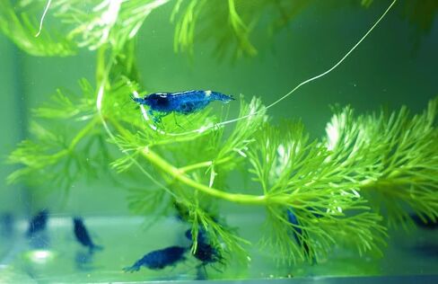Live Neocaridina Shrimp 3 Colors Mix - Cherry Red Fire, Yellow, Blue Dream Freshwater Shrimp for Aquariums – Vibrant, Algae-Eating, Peaceful, and Hardy Shrimp for Your Freshwater Tank - Pack of 10 in Saudi Arabia