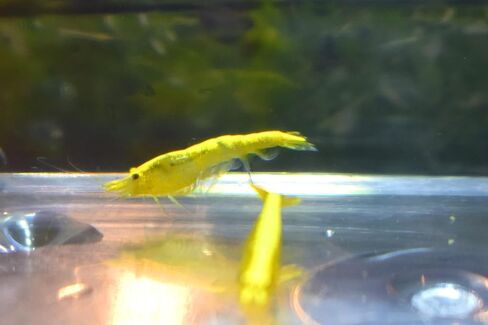Live Neocaridina Shrimp 3 Colors Mix - Cherry Red Fire, Yellow, Blue Dream Freshwater Shrimp for Aquariums – Vibrant, Algae-Eating, Peaceful, and Hardy Shrimp for Your Freshwater Tank - Pack of 10 in Saudi Arabia