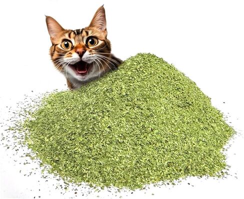 Fiend Catnip Safety-Cut 100 ٪ Pure Purent Fine Cat nip للقطط والقطط-علبة فائقة القوية ، أمريكا الشمالية-1 كوب (34.5 جرام)-المضي قدمًا ، قم بإنشاء وحش! in Kuwait