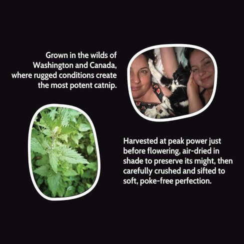 Fiend Catnip Safety-Cut 100 ٪ Pure Purent Fine Cat nip للقطط والقطط-علبة فائقة القوية ، أمريكا الشمالية-1 كوب (34.5 جرام)-المضي قدمًا ، قم بإنشاء وحش! in Kuwait