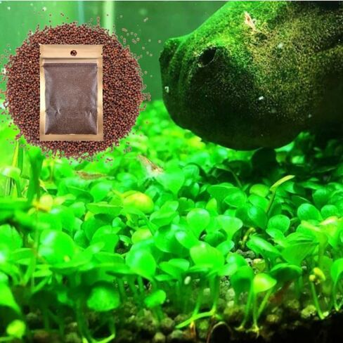 ديكور حوض أسماك المياه العذبة ، سجاد قزم سهل النمو لخزان الأسماك/terrarium ، مواد نمو النبات المائية الطبيعية - 1 حزمة (شعر قصير) in Saudi Arabia