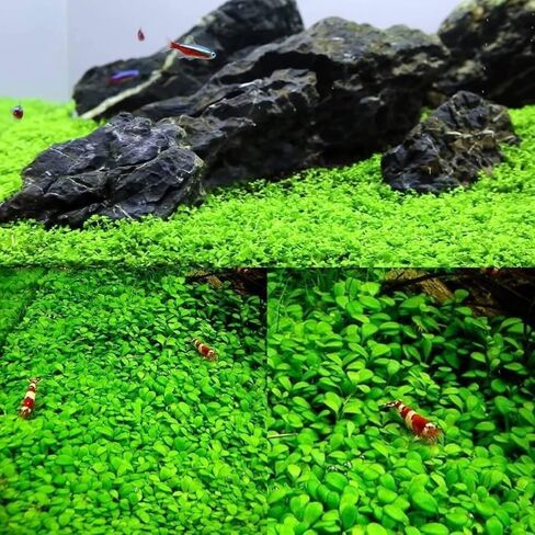 ديكور حوض أسماك المياه العذبة ، سجاد قزم سهل النمو لخزان الأسماك/terrarium ، مواد نمو النبات المائية الطبيعية - 1 حزمة (شعر قصير) in Saudi Arabia