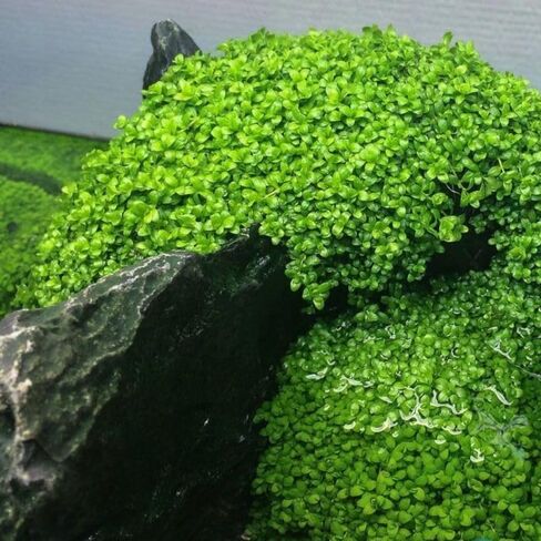 ديكور حوض أسماك المياه العذبة ، سجاد قزم سهل النمو لخزان الأسماك/terrarium ، مواد نمو النبات المائية الطبيعية - 1 حزمة (شعر قصير) in Saudi Arabia