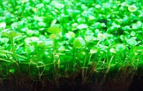 ديكور حوض أسماك المياه العذبة ، سجاد قزم سهل النمو لخزان الأسماك/terrarium ، مواد نمو النبات المائية الطبيعية - 1 حزمة (شعر قصير) in Saudi Arabia