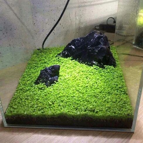 ديكور حوض أسماك المياه العذبة ، سجاد قزم سهل النمو لخزان الأسماك/terrarium ، مواد نمو النبات المائية الطبيعية - 1 حزمة (شعر قصير) in Saudi Arabia