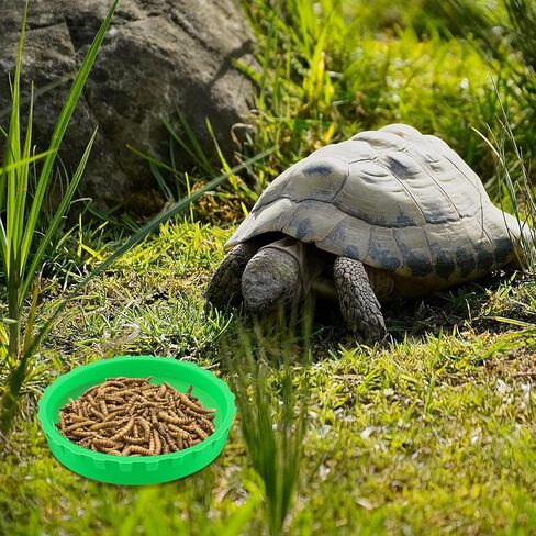 6 Pcs Gecko Feeding Cups,Silicone Crested Gecko Food and Water Bowl,Reptile Feeding Cups for Geckos,Isopods,Lizards,Tarantula,Small Pets,Easy Clean & 6 Colors in Kuwait