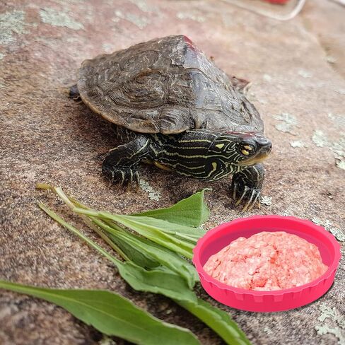 6 Pcs Gecko Feeding Cups,Silicone Crested Gecko Food and Water Bowl,Reptile Feeding Cups for Geckos,Isopods,Lizards,Tarantula,Small Pets,Easy Clean & 6 Colors in Kuwait