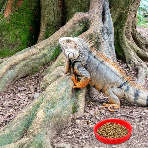 6 Pcs Gecko Feeding Cups,Silicone Crested Gecko Food and Water Bowl,Reptile Feeding Cups for Geckos,Isopods,Lizards,Tarantula,Small Pets,Easy Clean & 6 Colors in Kuwait