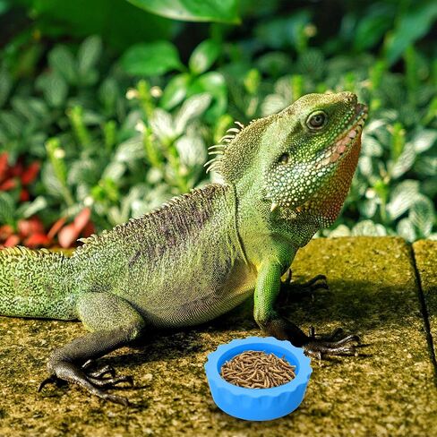 7pcs Crested Gecko Food Dish,Silicone Cup for Crested Gecko,Silicone Cresteds Geckos Food and Water Bowl,Tarantula, Isopods, Lizards, Small Pets, Easy Clean & 7 Colors in Saudi Arabia