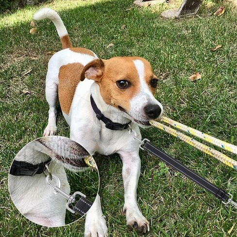 2 PCS COG COBLAR CLIPLE ، COG Backup Safety Safety Monnector ، Dogs Leash Safetys مقاطع ، مقاطع احتياطية قابلة للتعديل ، طوق نايلون قابل للتعديل للكلاب تسخير in Kuwait