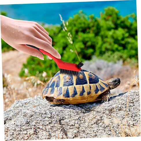 منظف ​​السلاحف 6pcs: خدوش السلحفاة الخلفية ، فرشاة قشرة نظيفة ، فرشاة السلحف in Kuwait