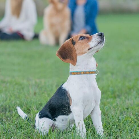 Reflective Personalized Dog Collar - Custom Embroidered Dog Collars with Pet Name and Phone Number for Boy and Girl Dogs, 4 Adjustable Sizes, XSmall,Small, Medium and Large in Kuwait