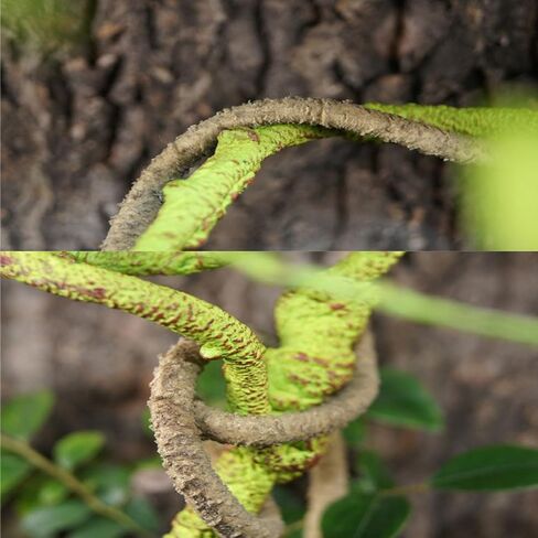 Reptile Climbing Branch Decor, Pet Box Plant Landscape Rattan Vine for Turtle Tank Greenery, Bendable Jungle Vines (A Style) in Saudi Arabia