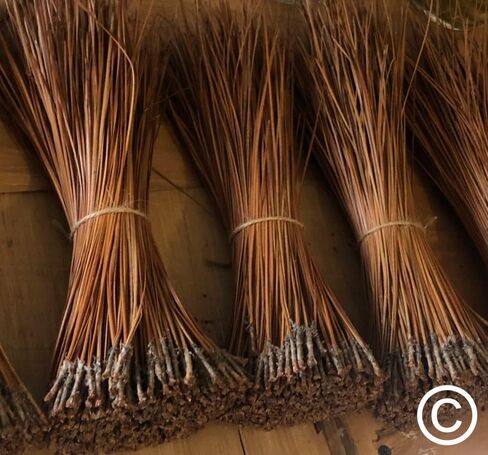 The Tall Pine Long Leaf Pine Needles for Basket Making Basket Weaving Basketry 8oz per Bundle in Kuwait