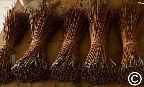 The Tall Pine Long Leaf Pine Needles for Basket Making Basket Weaving Basketry 8oz per Bundle in Kuwait