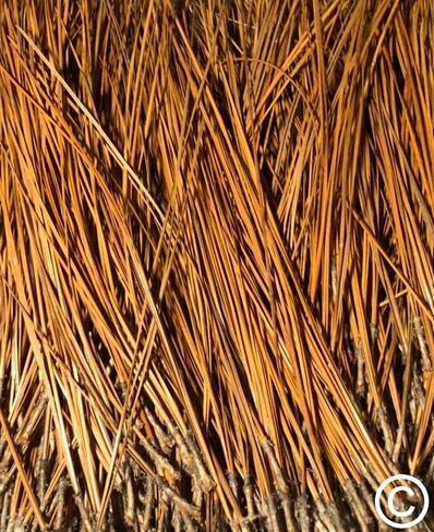 The Tall Pine Long Leaf Pine Needles for Basket Making Basket Weaving Basketry 8oz per Bundle in Kuwait