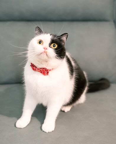 Cat Twile Breakaway Bowtie Safety with Bell Aductbale Hitten Puppy Solid Plaid Color Set D- [2pcs] Blue Gray in Kuwait