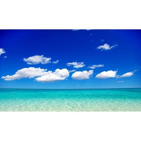 المحيط بيتش حوض السمك الخلفية الشاطئ الاستوائي شاطئ جوز الهند أشجار جوز الهند الخلفيات terrarium المشمسة البحرية الساحلية in Kuwait