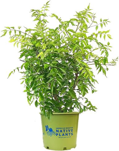 النباتات الأمريكية الأصلية - Campsis Radicans (Vine Vine) Vine ، Orange Reddish ، #2 - حاوية الحجم in Saudi Arabia