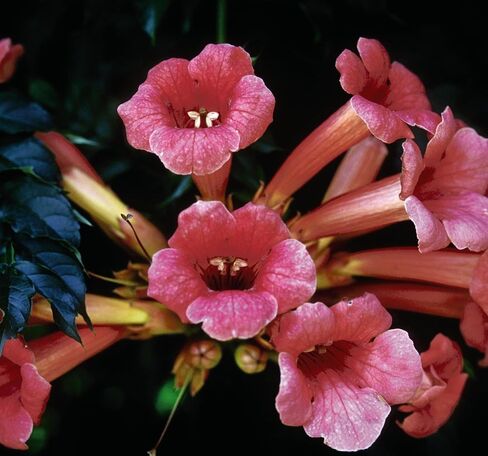 النباتات الأمريكية الأصلية - Campsis Radicans (Vine Vine) Vine ، Orange Reddish ، #2 - حاوية الحجم in Saudi Arabia