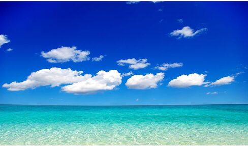 Ocean Beach Aquarium Background Tropical Beach Seascape Coconut Trees Terrarium Backgrounds Sunny Seabeach Coastal Landscape Fish Tank Background Blue Ocean Sandbeach Reptile Tank Backgrounds 36x24in in Kuwait