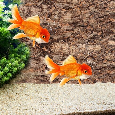 Popetpop 3pcs الزواحف الطبيعية الزواحف تيراريوم ديكور داءلة خزان الأسماك متعددة الوظائف للزواحف والمناظر الطبيعية السهل وضعية وآمنة للحيوانات الأليفة in Saudi Arabia