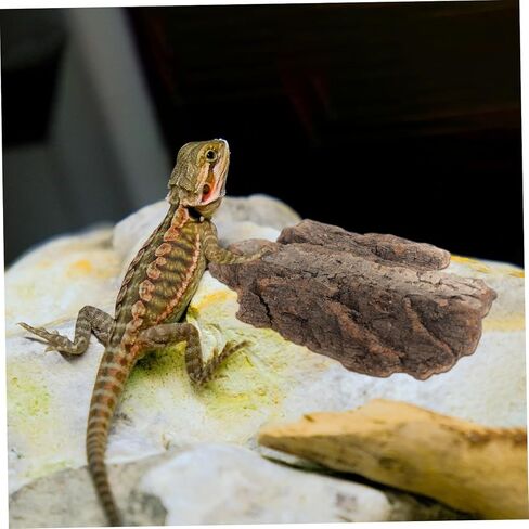 4pcs cork bark reptile decor natural tree bark clight reptiles terrariums background cork wood habitat tank decoration for snake basking lizard rip in Kuwait