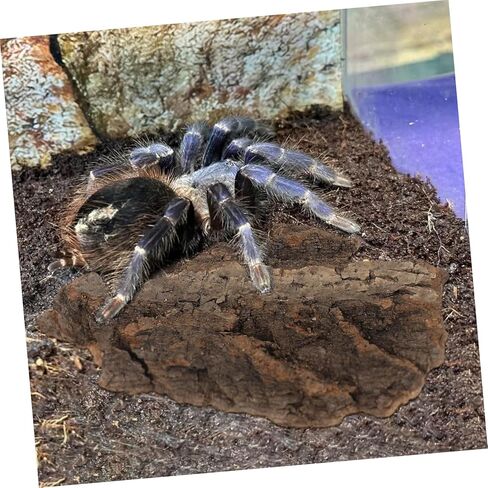 4pcs cork bark reptile decor natural tree bark clight reptiles terrariums background cork wood habitat tank decoration for snake basking lizard rip in Kuwait