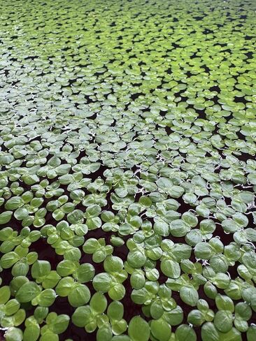 60+ Live Giant Duckweed Plants, Spirodela Polyrhiza, Floating Plants for Pond, Aquarium in Saudi Arabia