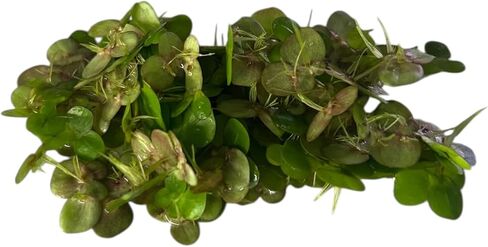 60+ Live Giant Duckweed Plants, Spirodela Polyrhiza, Floating Plants for Pond, Aquarium in Saudi Arabia