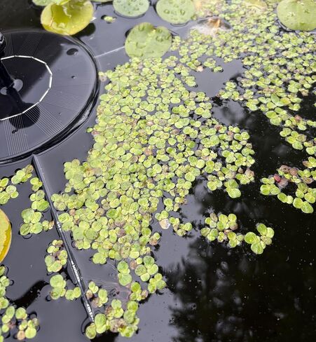 60+ Live Giant Duckweed Plants, Spirodela Polyrhiza, Floating Plants for Pond, Aquarium in Saudi Arabia