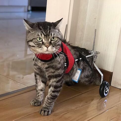 Dog Wheelchair Adjustable Cat for Indoor Cats, Pet Stroller Cart Paralyzed Back Legs, Lightweight Small Kitten Mobility Aids, Exercise Brace in Saudi Arabia
