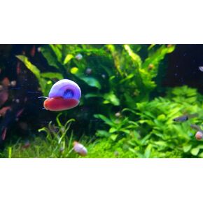 12+ Live Red Ramshorn Snails, Aquarium or Pond, Algae Eating Healthy in Kuwait