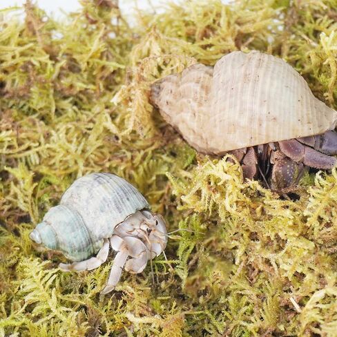 4oz Hermit Crab Substrate Accessories, Perfect Terrarium Habitat Decor Supplies in Kuwait