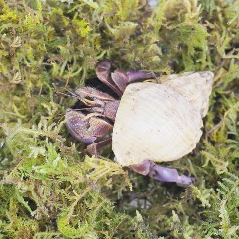 4oz Hermit Crab Substrate Accessories, Perfect Terrarium Habitat Decor Supplies in Kuwait
