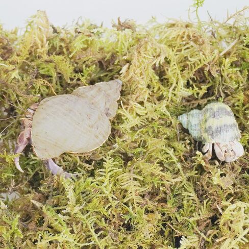 4oz Hermit Crab Substrate Accessories, Perfect Terrarium Habitat Decor Supplies in Kuwait