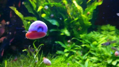 12+ Live Red Ramshorn Snails, Aquarium or Pond, Algae Eating Healthy in Kuwait