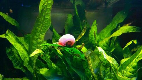 12+ Live Red Ramshorn Snails, Aquarium or Pond, Algae Eating Healthy in Kuwait