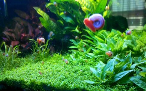 12+ Live Red Ramshorn Snails, Aquarium or Pond, Algae Eating Healthy in Kuwait