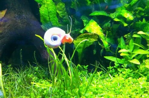 12+ Live Red Ramshorn Snails, Aquarium or Pond, Algae Eating Healthy in Kuwait
