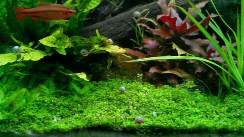 12+ Live Red Ramshorn Snails, Aquarium or Pond, Algae Eating Healthy in Kuwait