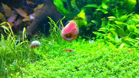 12+ Live Red Ramshorn Snails, Aquarium or Pond, Algae Eating Healthy in Kuwait