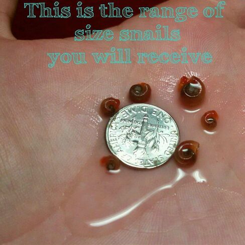 12+ Live Red Ramshorn Snails, Aquarium or Pond, Algae Eating Healthy in Kuwait