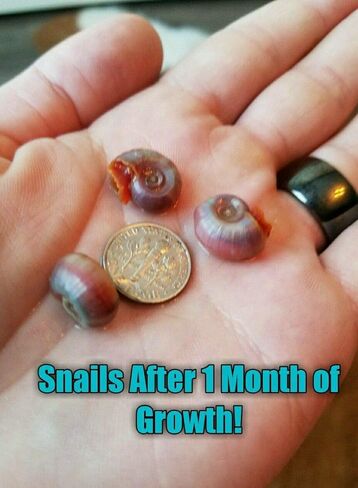12+ Live Red Ramshorn Snails, Aquarium or Pond, Algae Eating Healthy in Kuwait