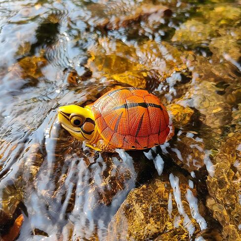 Animal Heavenly Body Series 19 Turtle Chubby Miniature - تمثال Terrapin لديكور المكاتب المنزلية ، النحت الواقعية (Cuora McCordi - McCord’s Box Turtle) in Kuwait