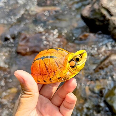 Animal Heavenly Body Series 19 Turtle Chubby Miniature - تمثال Terrapin لديكور المكاتب المنزلية ، النحت الواقعية (Cuora McCordi - McCord’s Box Turtle) in Kuwait